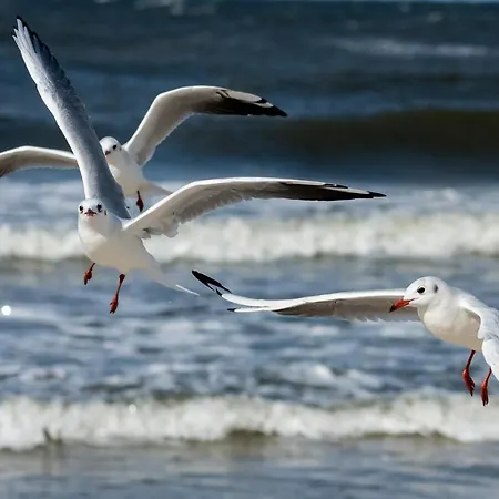 Seaside Apartment Kolberg