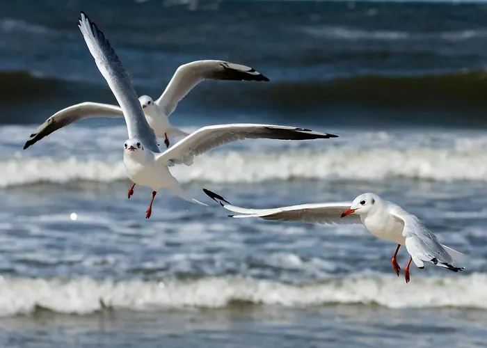 Seaside Apartment Kolberg